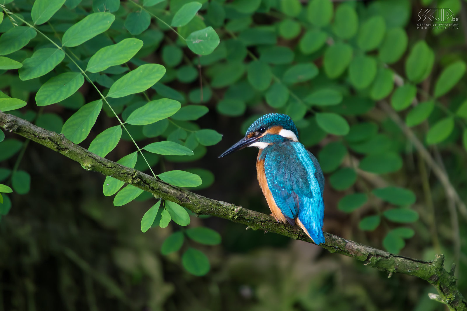 Kingfishers - Kingfisher Finally I found a nice spot in nature my hometown Lommel where a couple of kingfishers is regularly catching fishes. The past few weeks I spent a lot of hours in the early morning near the small stream and I was able to make several good pictures of these beautiful but shy birds. The common kingfisher (alcedo atthis) is a fish-eater with a bright blue orange plumage of about 16cm long. Males are distinguished by their pitch-black lower mandible while females have a dark red spot.  Stefan Cruysberghs